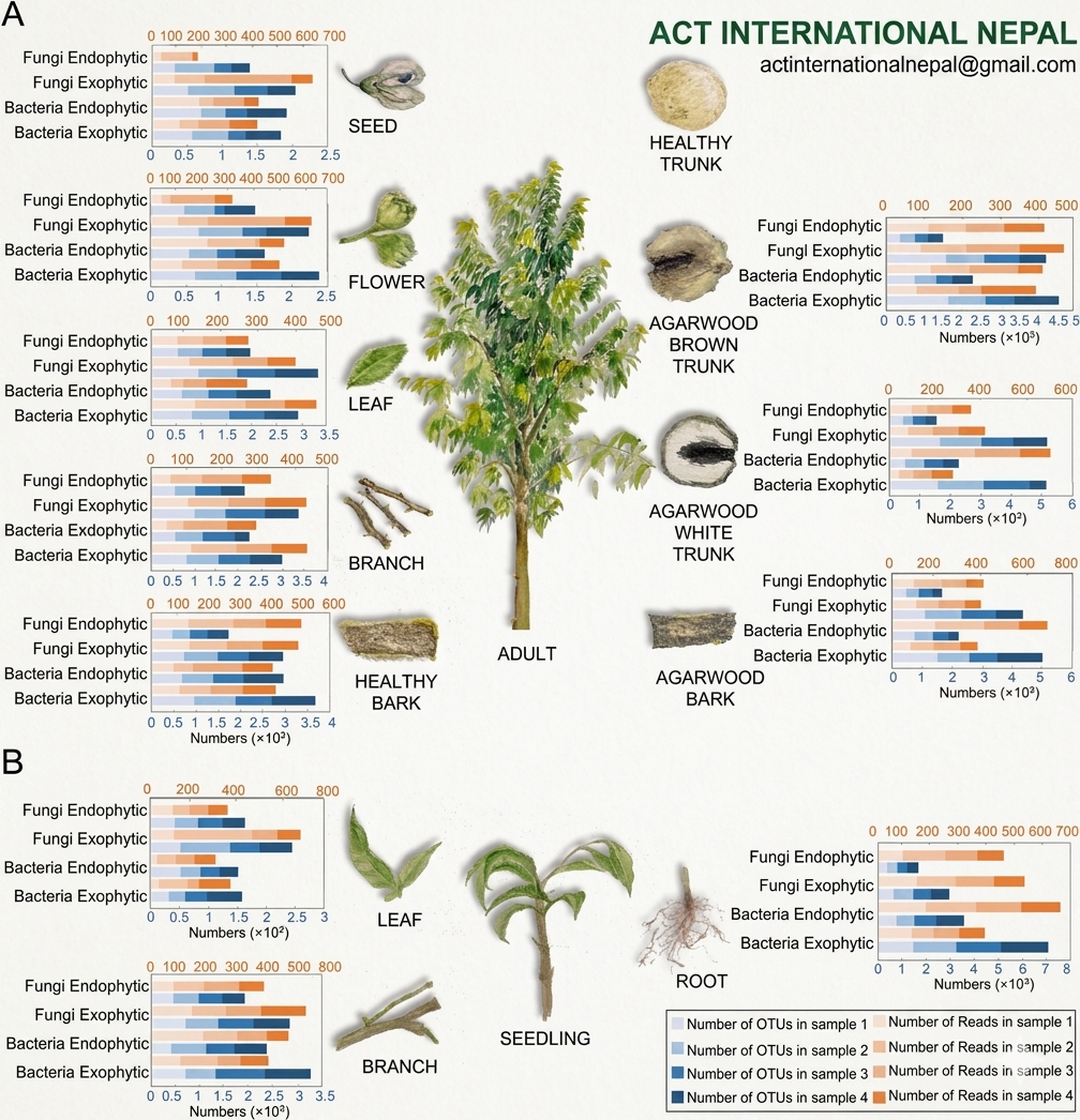 Agarwood Plantation Program image